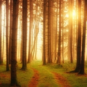 a pathway in a forest with the sun filtering through the tall trees.
