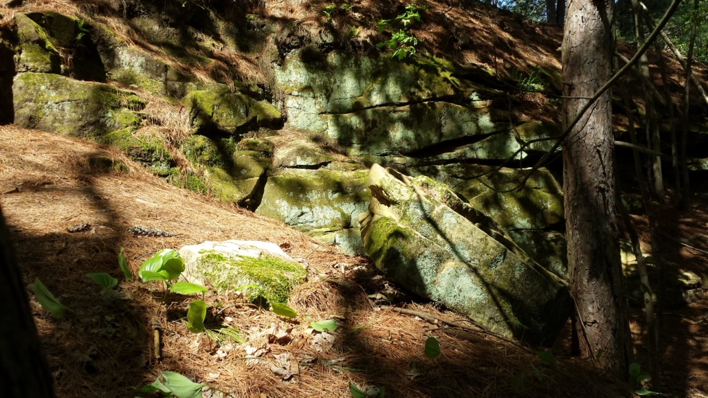 A picture of some rock and wood from a hike.