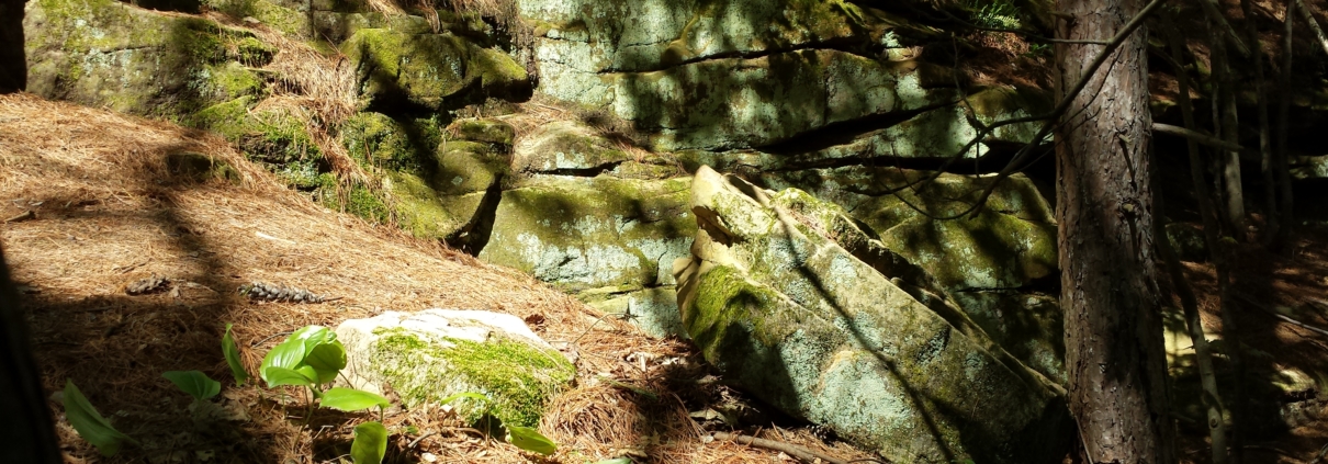 A picture of some rock and wood from a hike.
