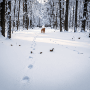 A snowy forest where a dog stops to look back at its own tracks where birds are grazing.