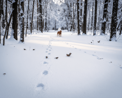 A snowy forest where a dog stops to look back at its own tracks where birds are grazing.